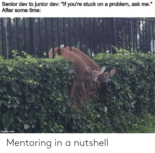 Two deers stuck in a fence